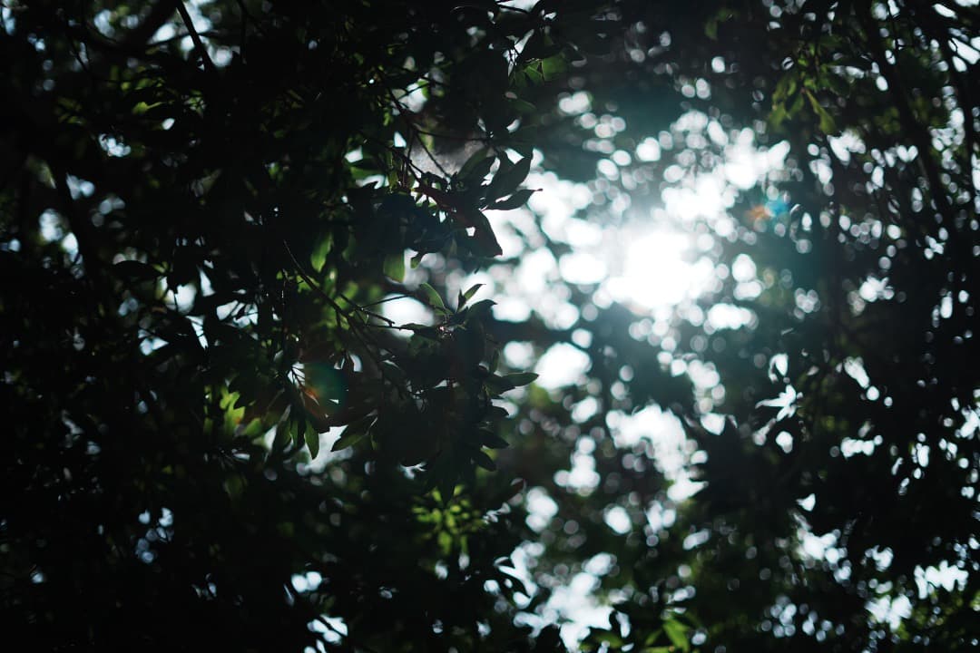 【未使用級】動作◎ SONY FE 50mm F1.8 単焦点 大きなボケ 80