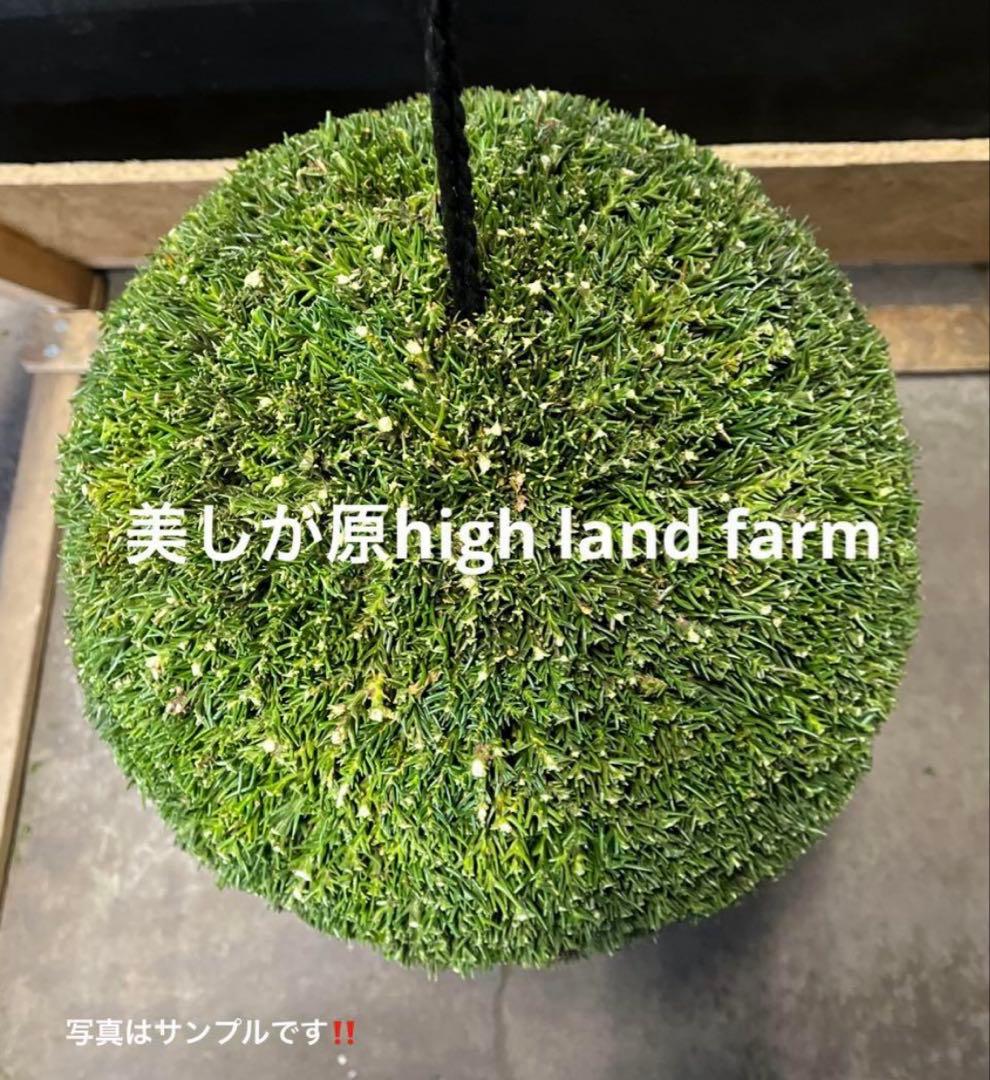 杉玉用の屋根　約45センチ　ワイヤーで ‼️お客様ご注文品♪
