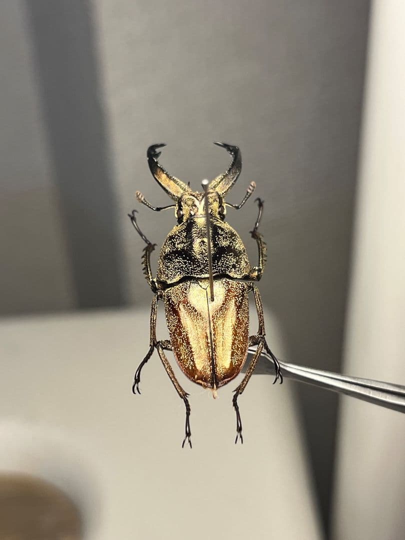 【34mm♂】リンデコフキクワガタ 標本 ババオウゴンオニクワガタ ドウイロクワ