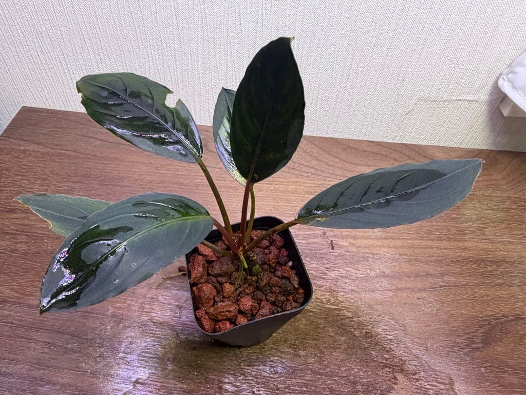 ブセファランドラでBucephalandra Kishii