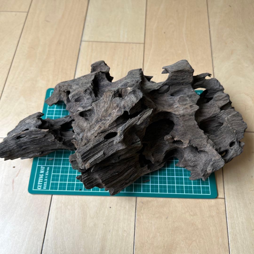 小型プレコ飼育セット