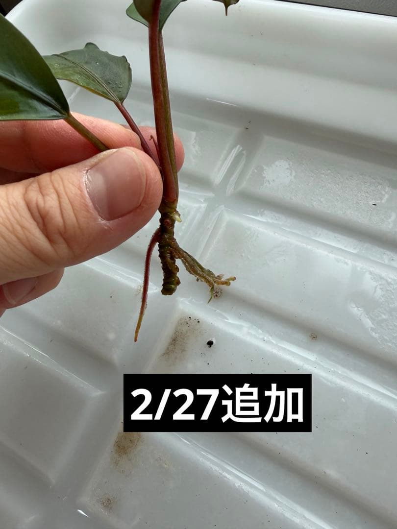 【ぞのぞの】ブセファランドラ4株セット