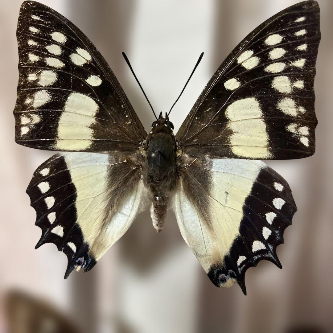 奄美フタオチョウ♂♀