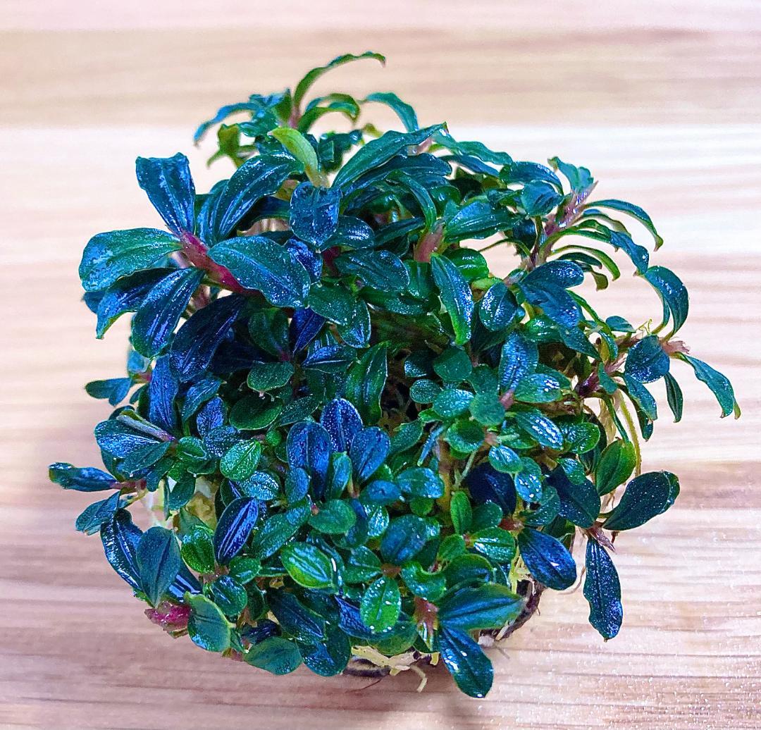 水草 Bucephalandra sp. Mini Phantom ADA Dooa