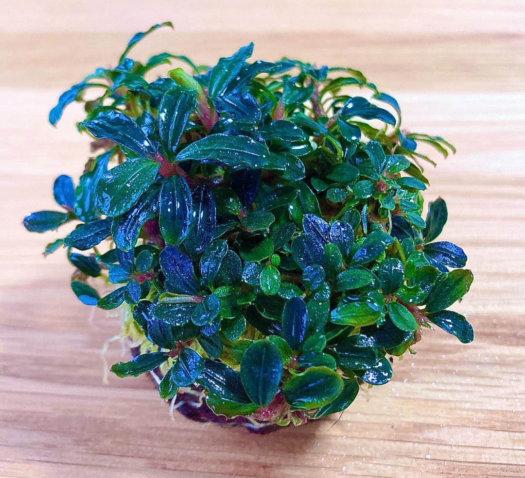水草 Bucephalandra sp. Mini Phantom ADA Dooa