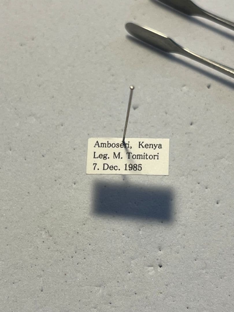 【30mm】アカガネタマオシコガネ ケンランタマオシコガネ 標本 Kepher