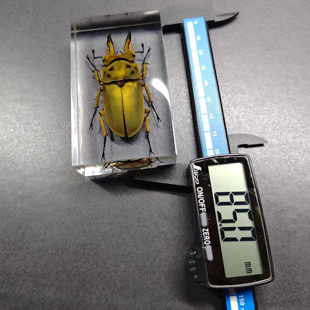 クワガタ レジン封入標本 ババオウゴンオニ