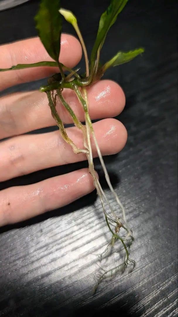 【TB便】Bucephalandra sp.\"Panyumpa\"