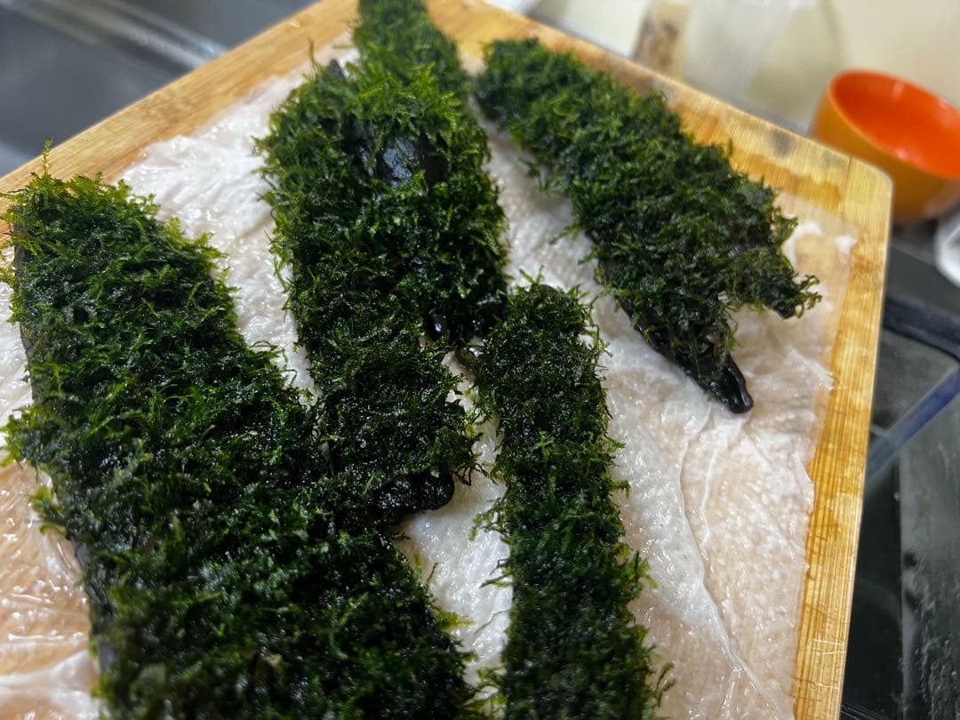 流木モス30日歳　沈む流木