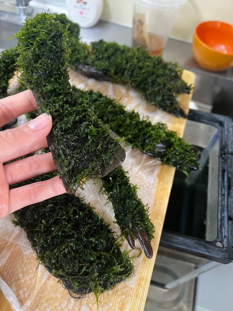 流木モス30日歳　沈む流木