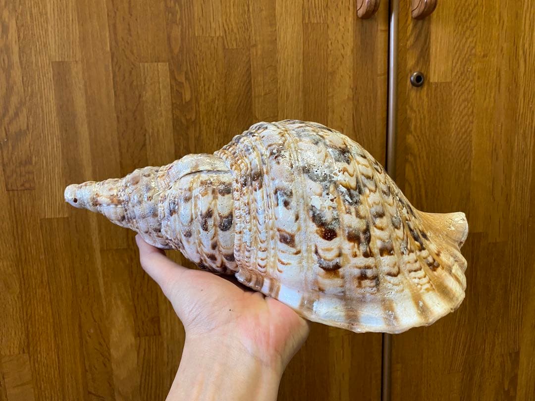法螺貝　34cm