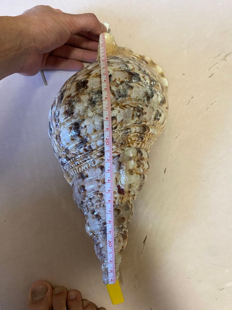 法螺貝　34cm