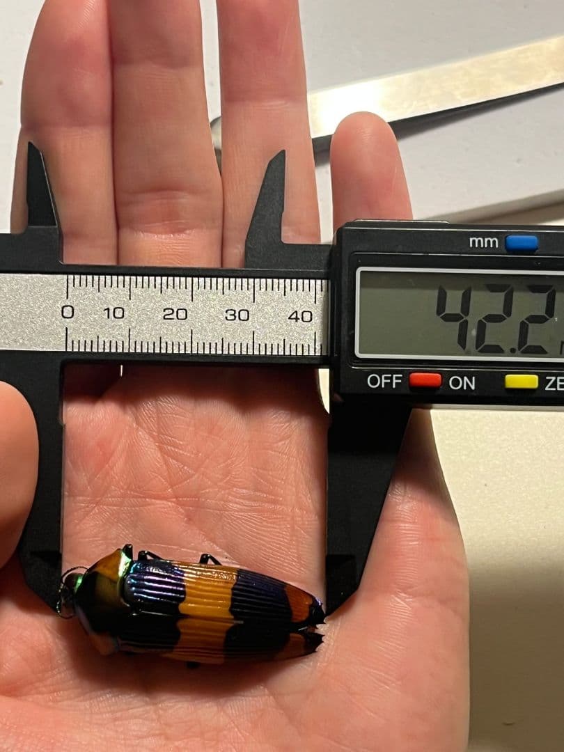 【紫】玉虫最高峰かつ最も希少カラーのスハンダエオウサマムカシタマムシ標本