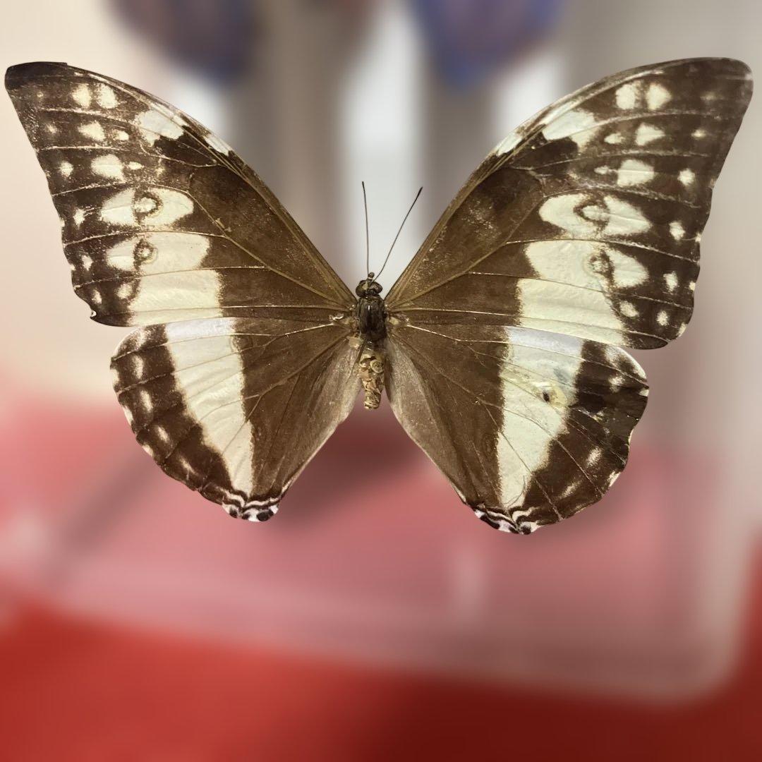 2.マルクスモルフォ♂♀