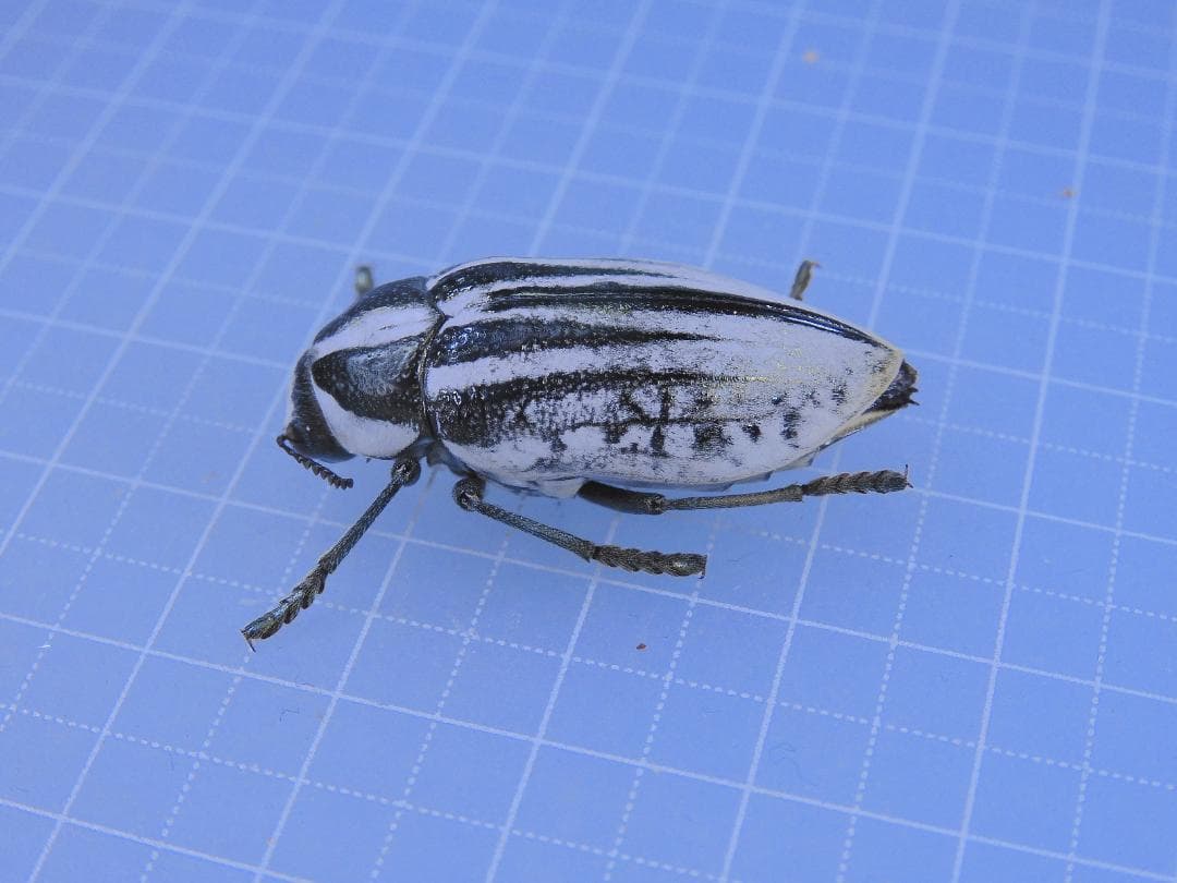 サウジアラビア産　珍品タマムシ　31mm