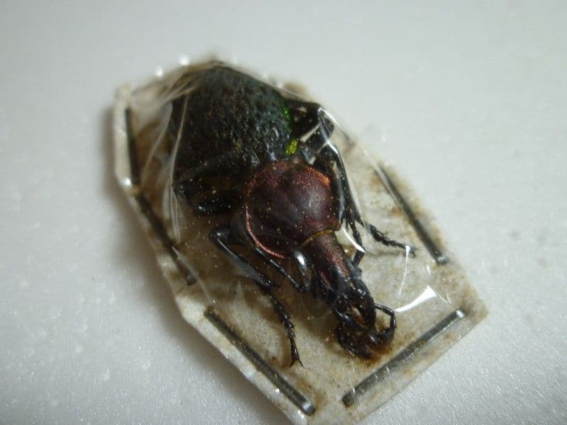 イシズカカブリモドキ♂/C.ishizukai/四川省.巫山産/38mm