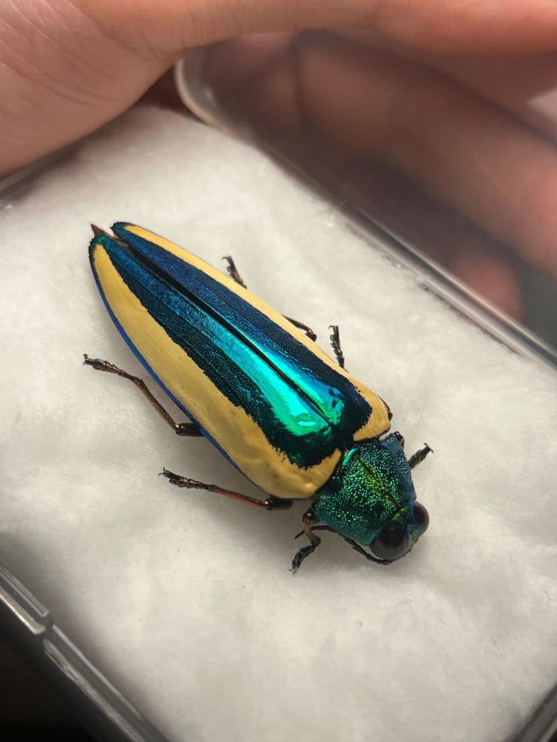 【極BIG】キベリルリタマムシ リンバータルリタマムシChrysochro標本