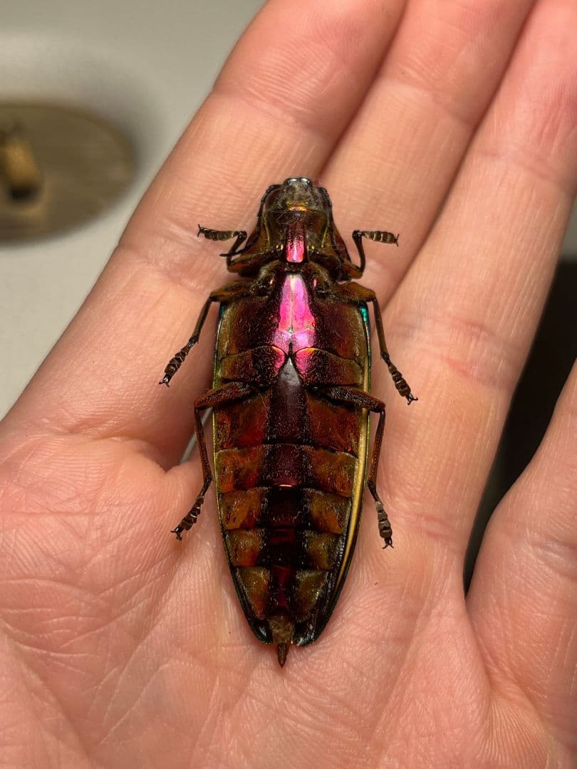 【極BIG】キベリルリタマムシ リンバータルリタマムシChrysochro標本