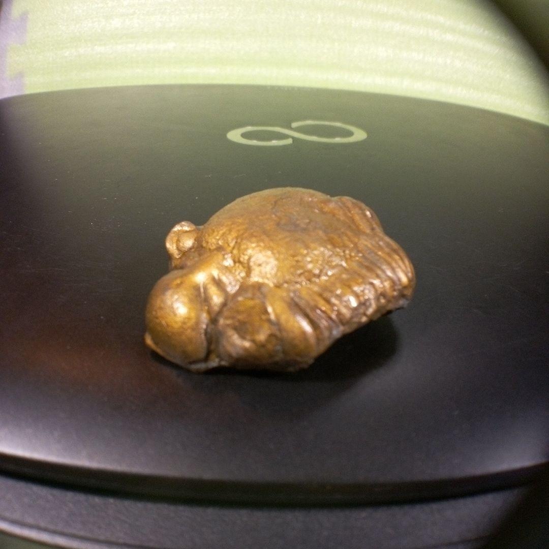 三葉虫　化石　fossil　ボリビア産　レア　Fossil管理②