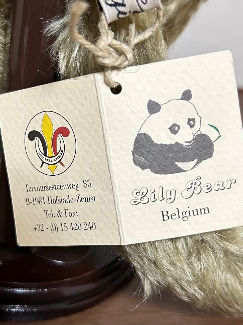 海外作家　シャム子猫ちゃん　ベルギー Lily Bear siam kitten