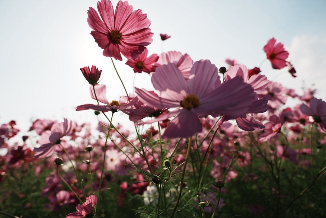レンズ(単焦点) Nikon Ai Nikkor 24mm f/2