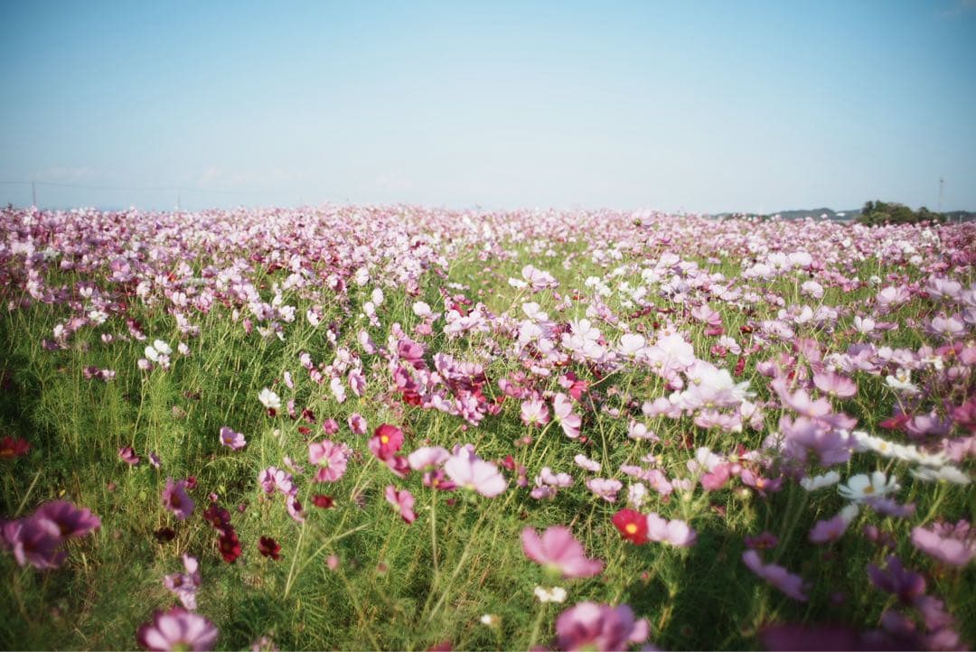 レンズ(単焦点) Nikon Ai Nikkor 24mm f/2