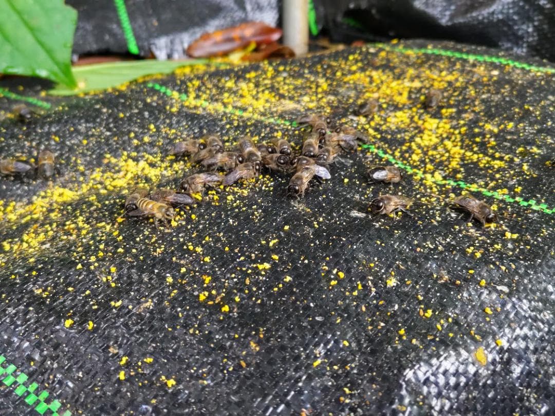 日本蜜蜂 重箱式巣箱4段スライド底板 スノコ付き　誘引液300cc付　セット割有