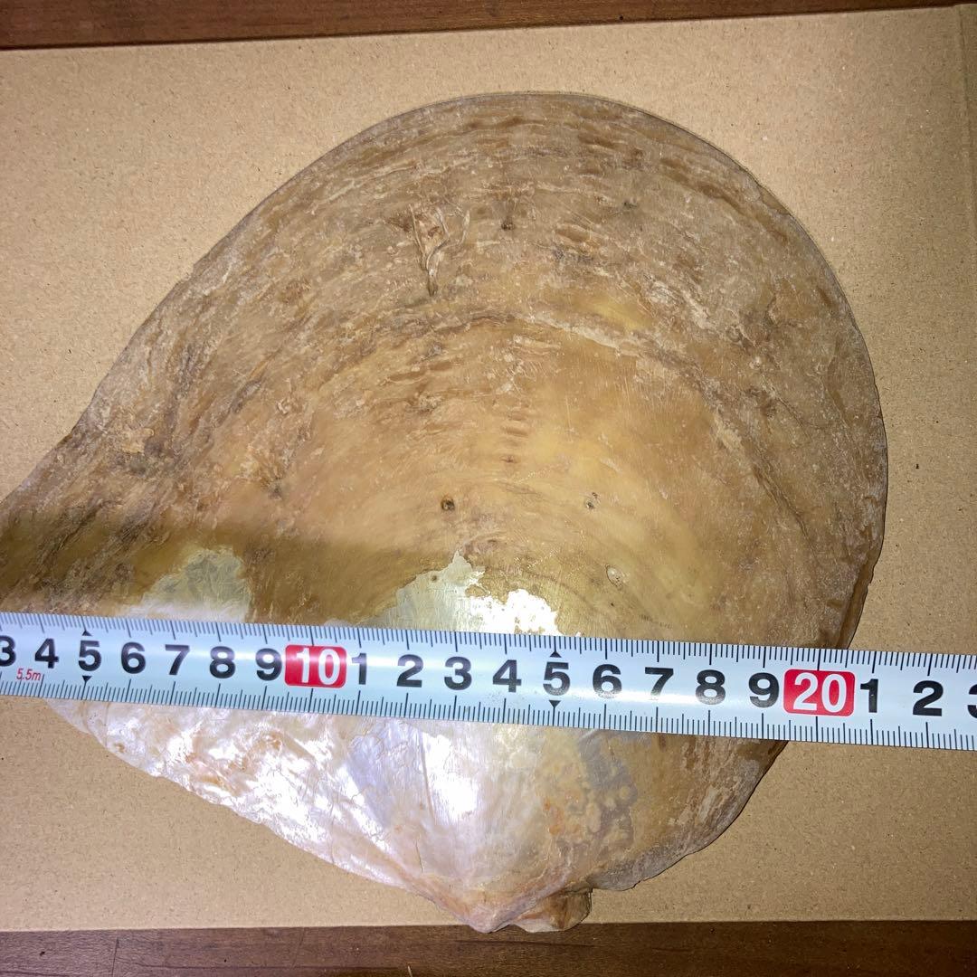 白鳥貝