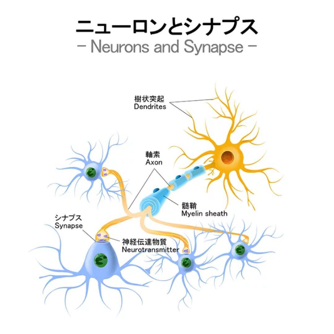 インテリジェンス intelligence 270粒（30日分）日本製 DHA