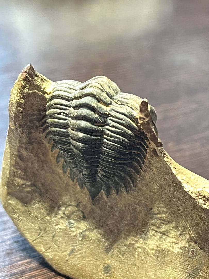 三葉虫　メタカンシナsp