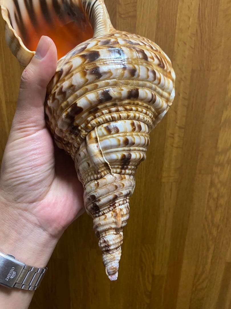 法螺貝　ホラ貝　33cm 新鮮法螺貝