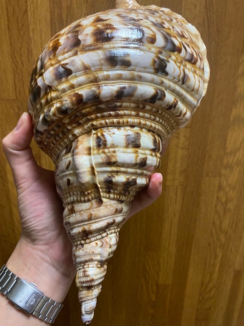 法螺貝　ホラ貝　33cm 新鮮法螺貝
