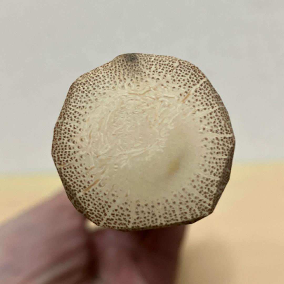 E壁 【極美品・希少】茶道具 茶杓 大徳寺派五代管長 立花宗般老師 銘「青山」