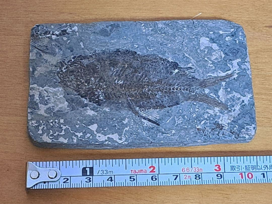 【化石】江漢魚 ニフテウス【第三紀】