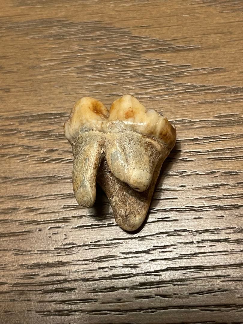【博物館級】ホラアナグマ 洞窟クマ 化石 臼歯 状態超良好 恐竜 歯