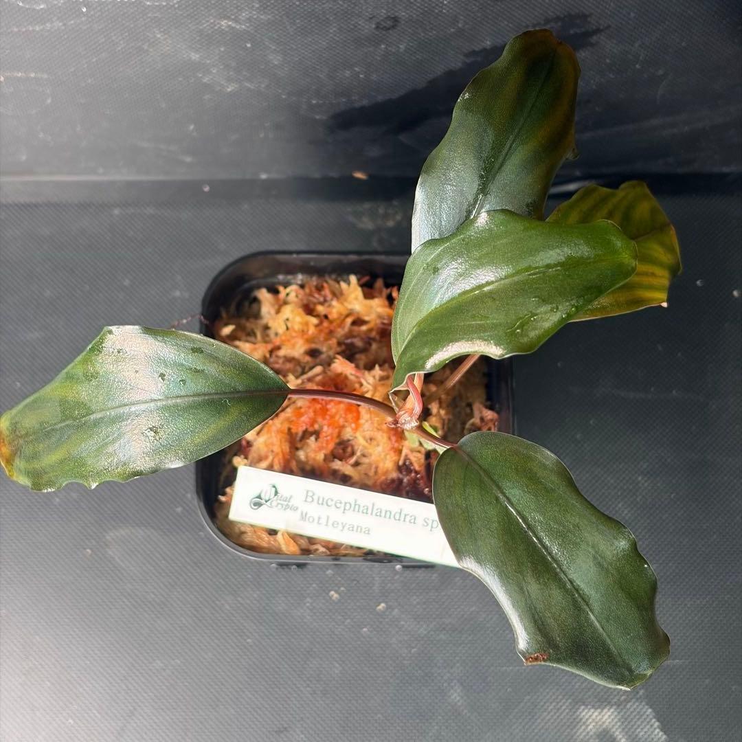 水草 Bucephalandra sp. Motleyana