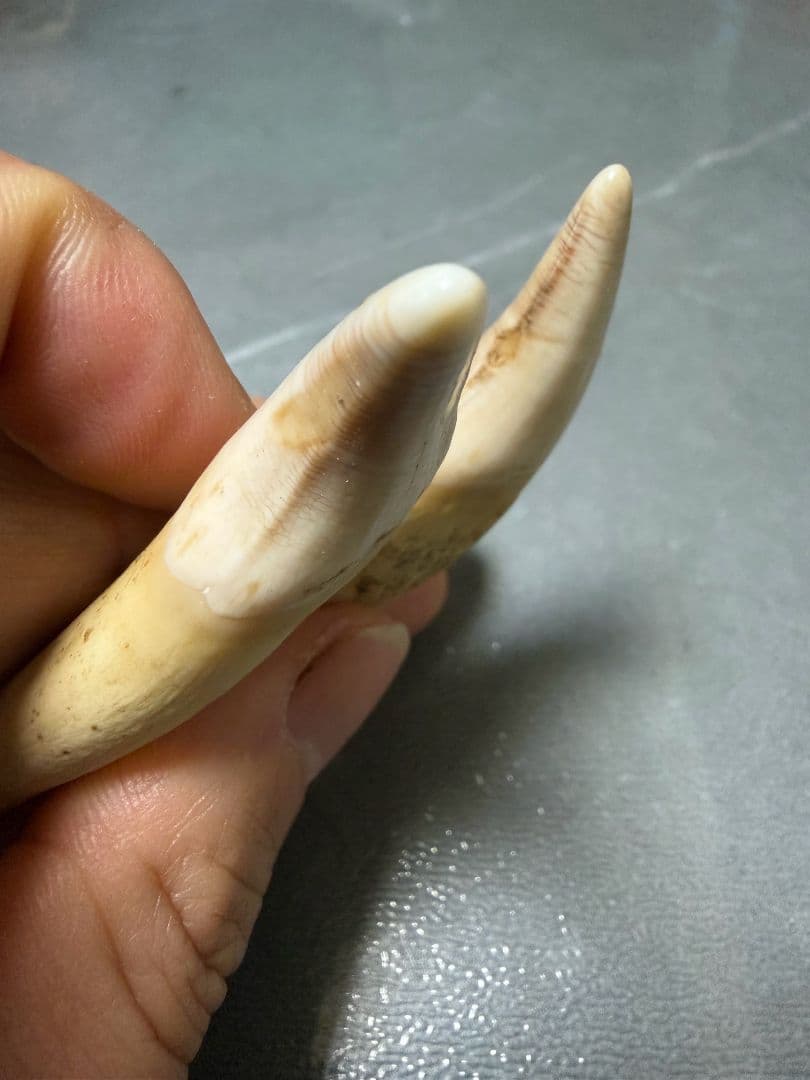 熊牙　熊の牙