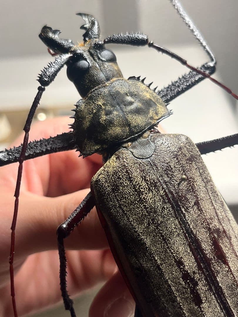 【125mm♂】スジバネトゲフチオオウスバカミキリ Xixuthrus 標本