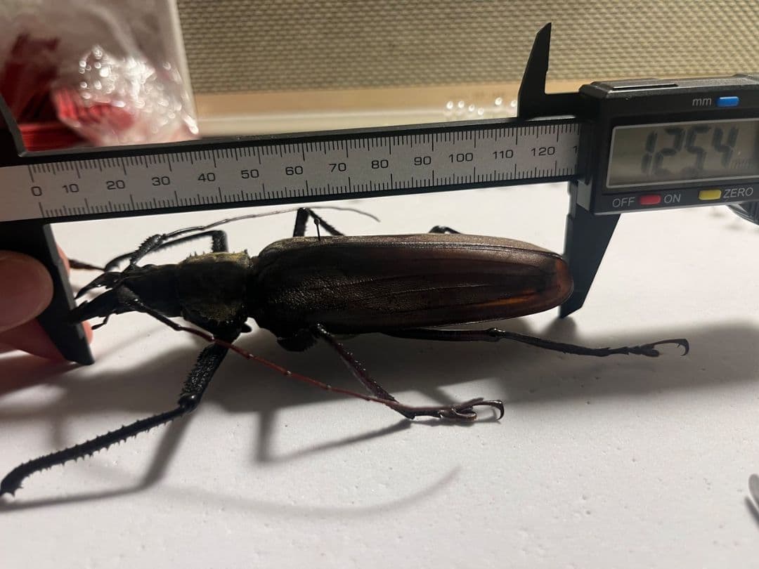 【125mm♂】スジバネトゲフチオオウスバカミキリ Xixuthrus 標本