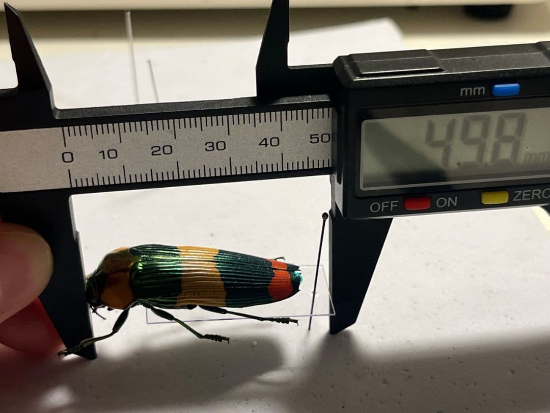 【ペア】玉虫最高峰のノーマルカラー緑色のスハンダエオウサマムカシタマムシ標本