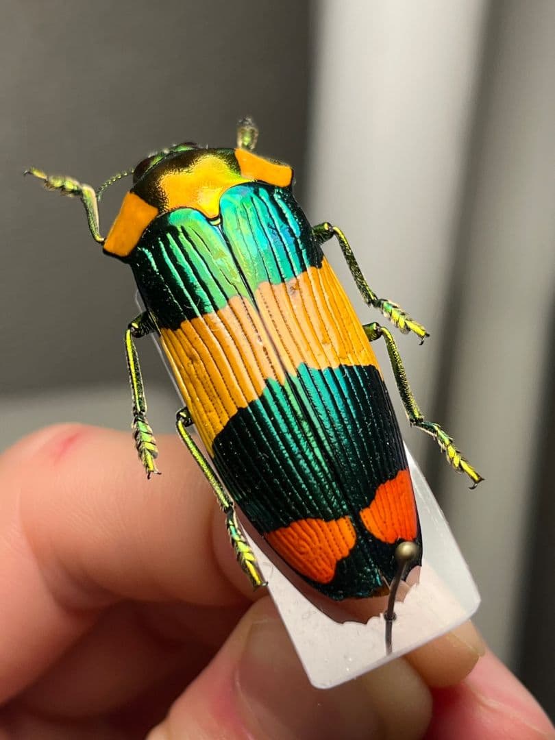 【ペア】玉虫最高峰のノーマルカラー緑色のスハンダエオウサマムカシタマムシ標本