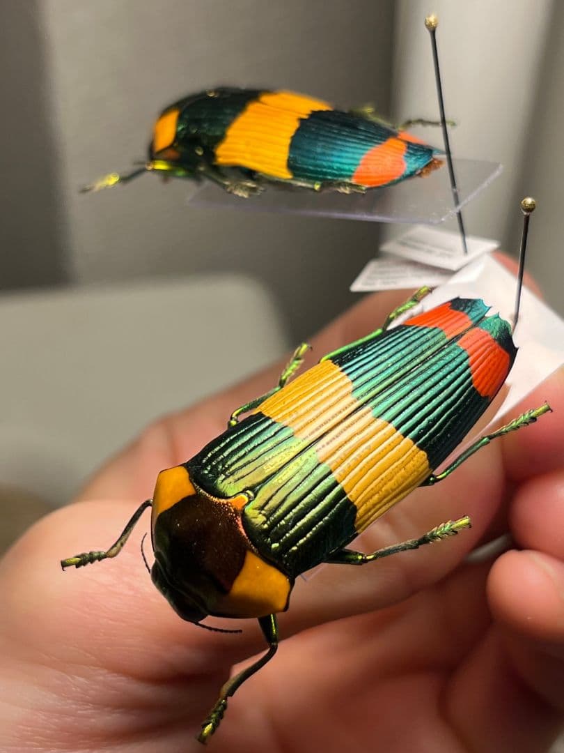 【ペア】玉虫最高峰のノーマルカラー緑色のスハンダエオウサマムカシタマムシ標本