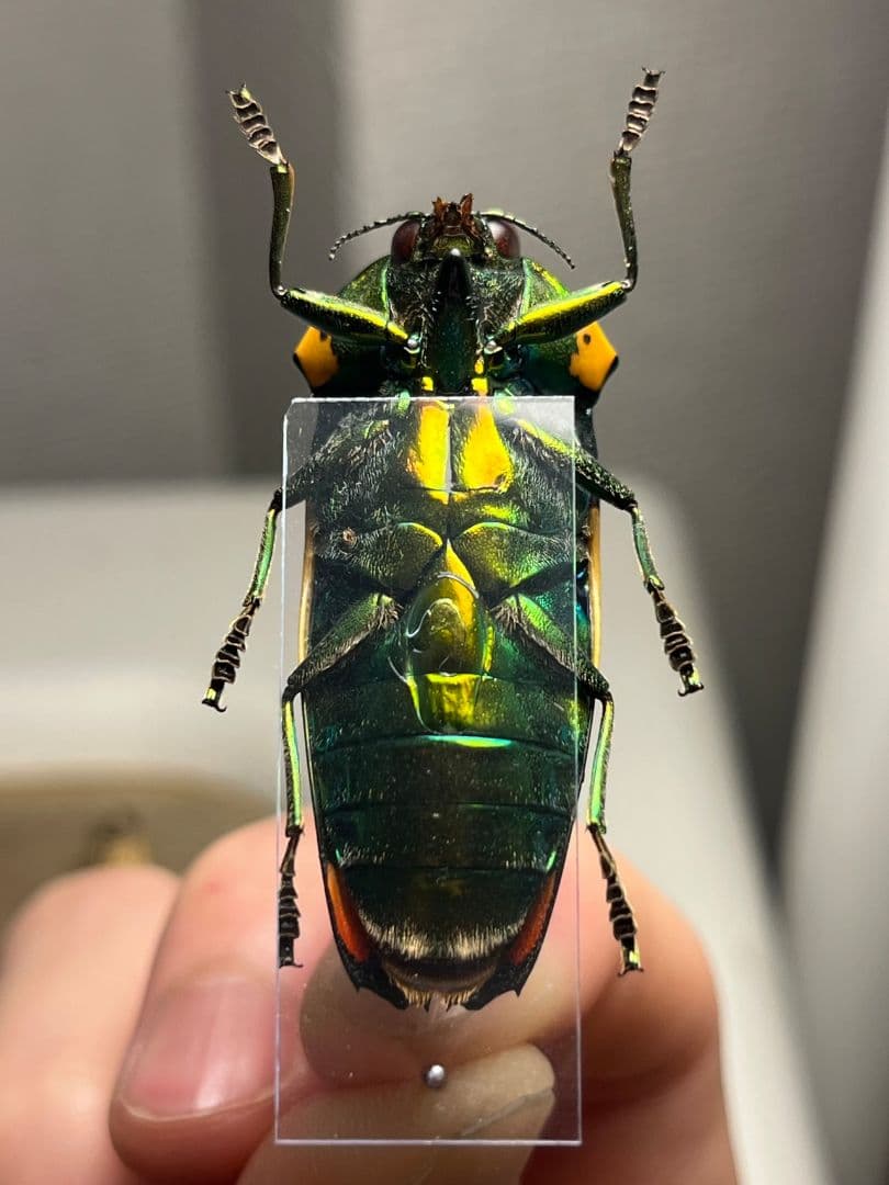 【ペア】玉虫最高峰のノーマルカラー緑色のスハンダエオウサマムカシタマムシ標本