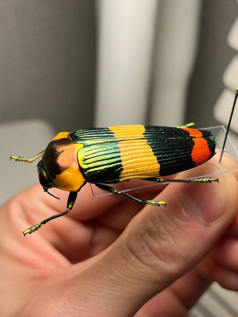 【ペア】玉虫最高峰のノーマルカラー緑色のスハンダエオウサマムカシタマムシ標本