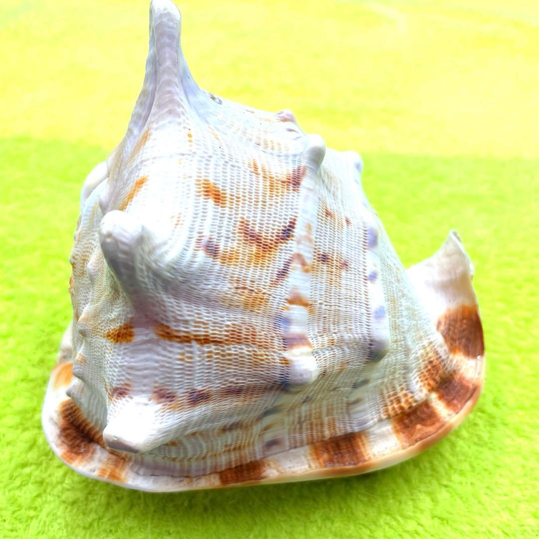 美しい白とオレンジの貝殻