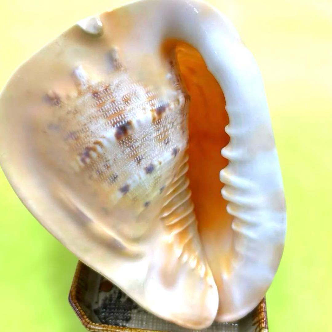 美しい白とオレンジの貝殻