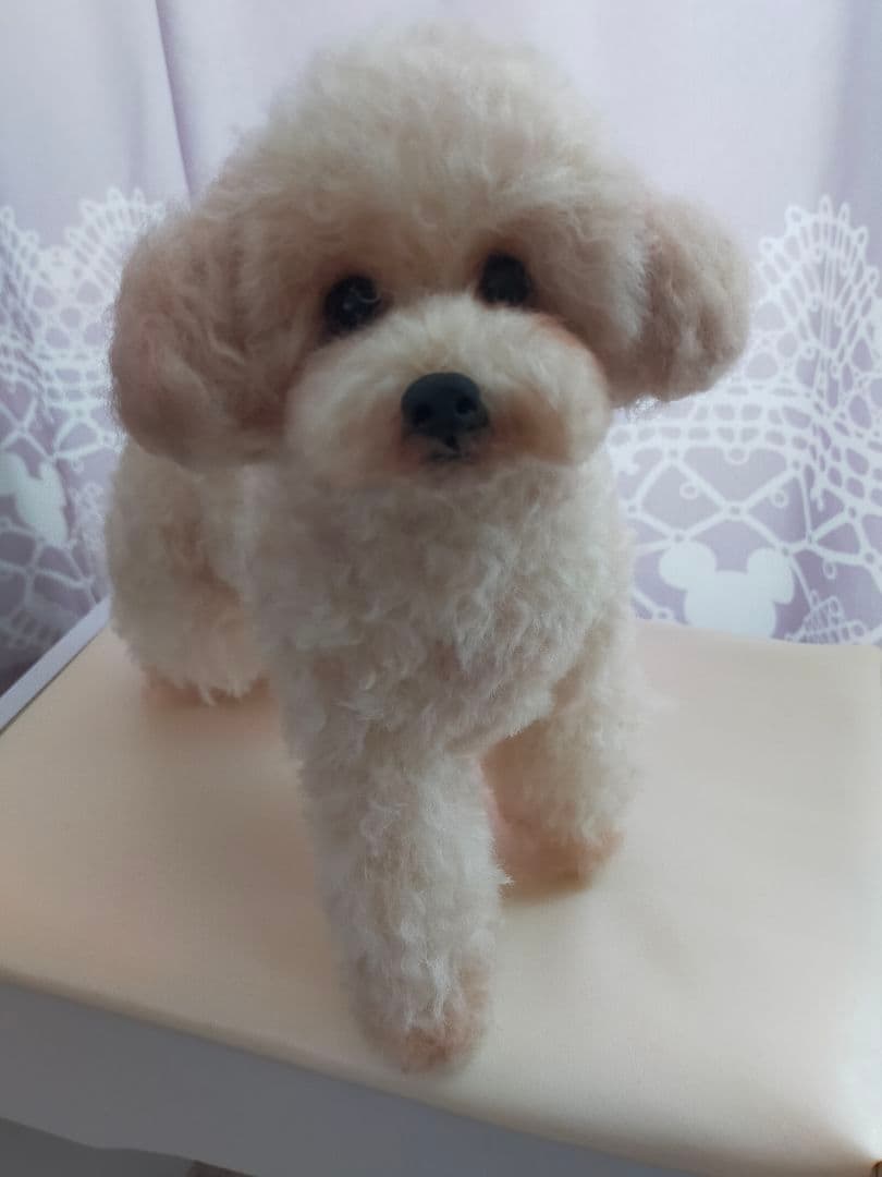 送料込み♡トイプードルアプリコットちゃん。