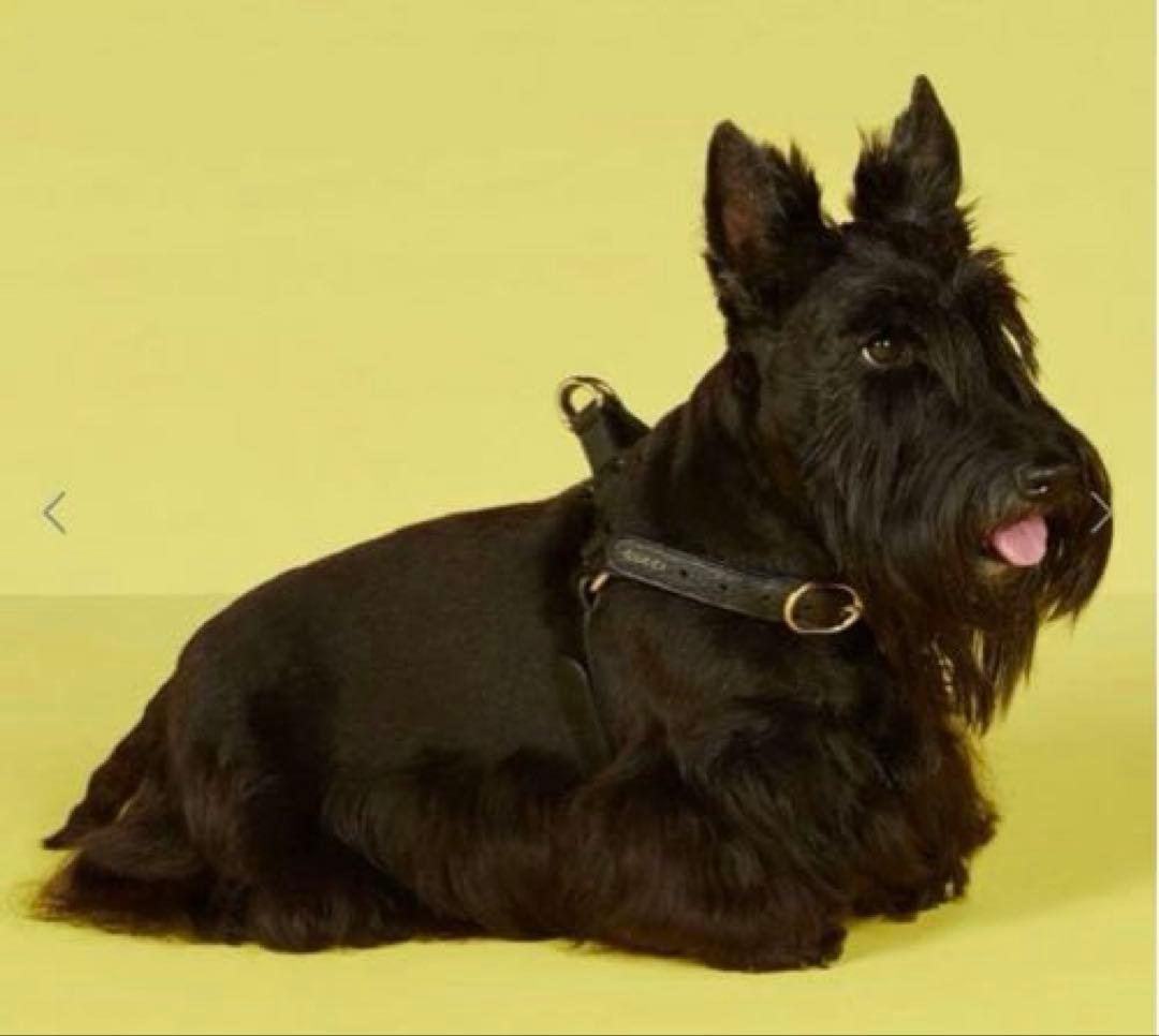 【新品】GUCCI 犬 ハーネス ロゴ入り ペット ブラックレザー ゴールド　M