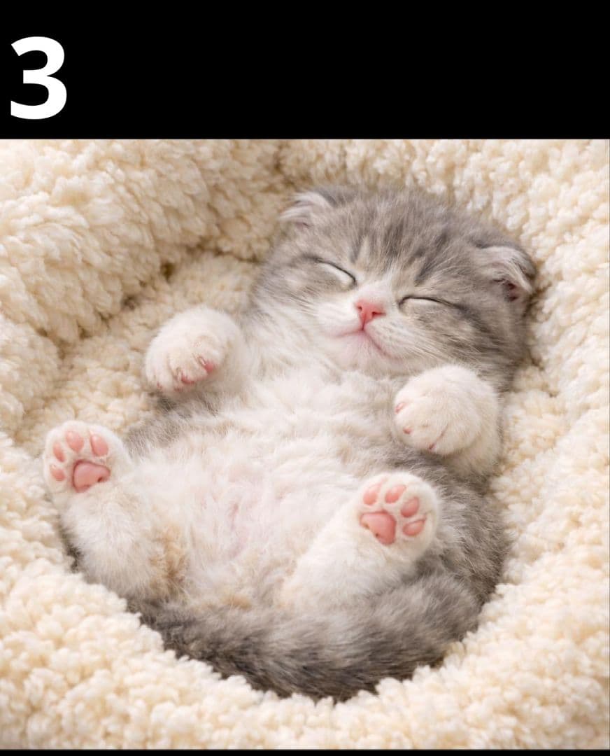 オーダーページ　ハンカチ353 居眠りネコちゃん柄ハンドメイド3/18
