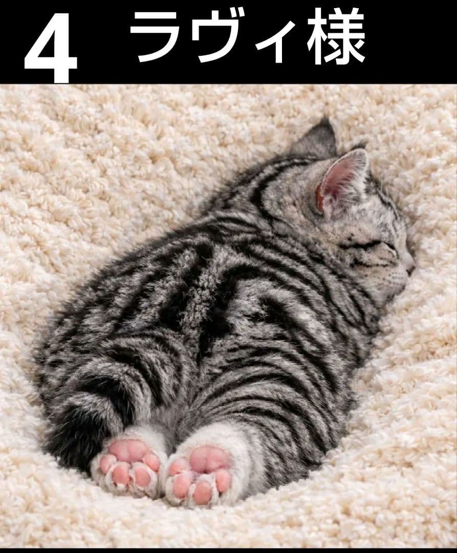 オーダーページ　ハンカチ353 居眠りネコちゃん柄ハンドメイド3/18